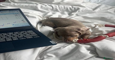 Dachshund dogs - Advert 2