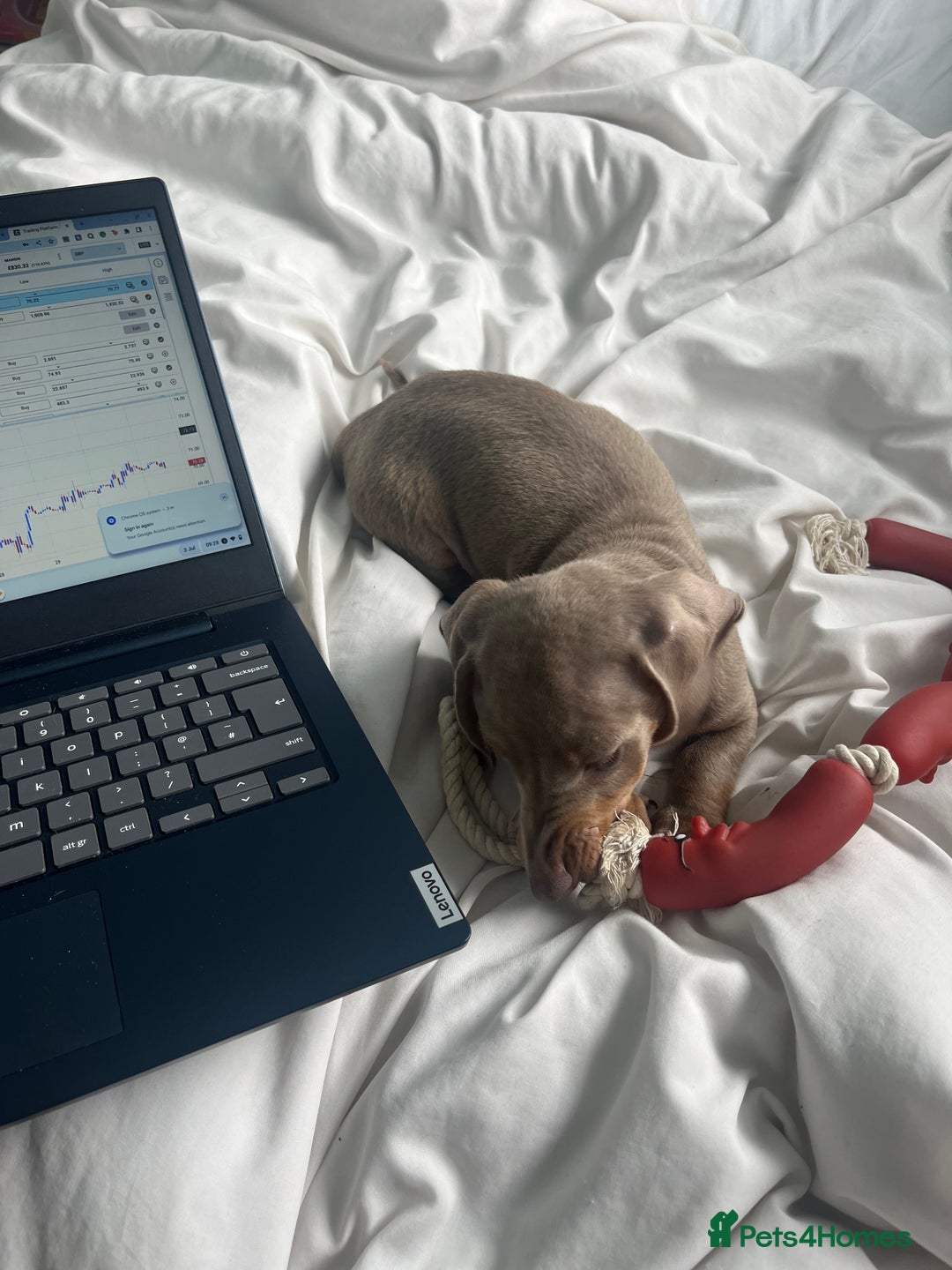 Dachshund dogs for sale: Beautiful isabella blue grey dachshund for sale 2y - Image 3