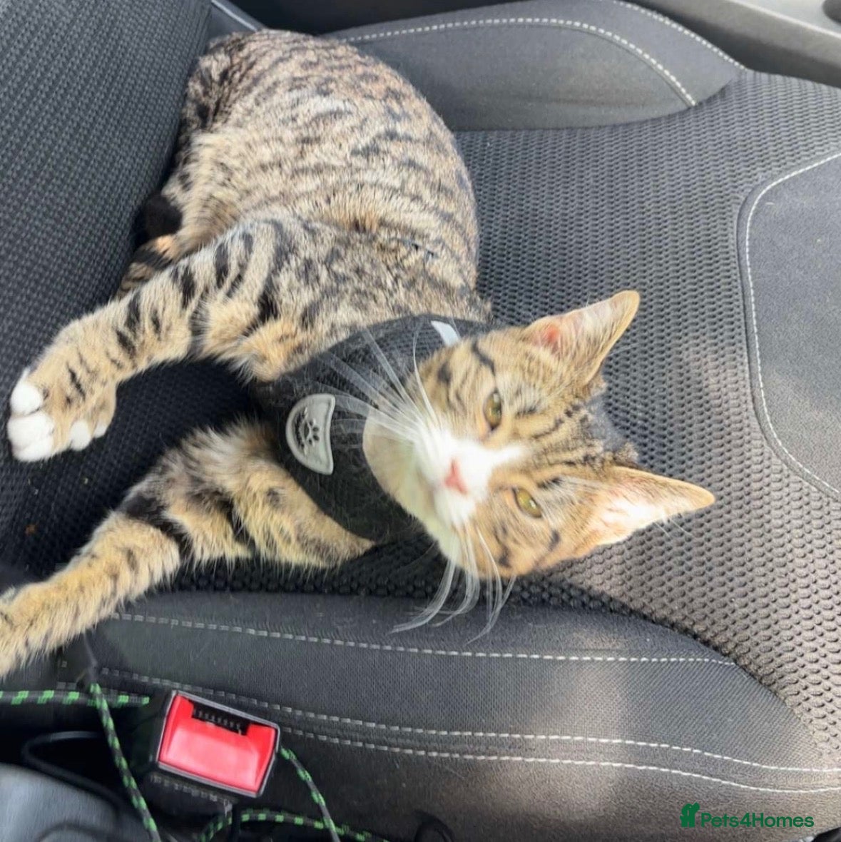 Domestic Shorthair cats Very Friendly and Vocal Tabby Shorthair  - Advert 2
