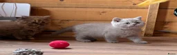 British Shorthair cats for sale: British Shorthair Boy - Advert 10