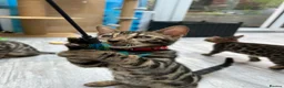 Bengal cats for sale: ❤️ Gorgeous Pure Bengal Babies! ❤️ - Advert 37