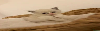 Ragdoll Kitten 3