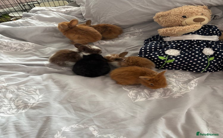 Mini Lion Lop rabbits - Advert 5