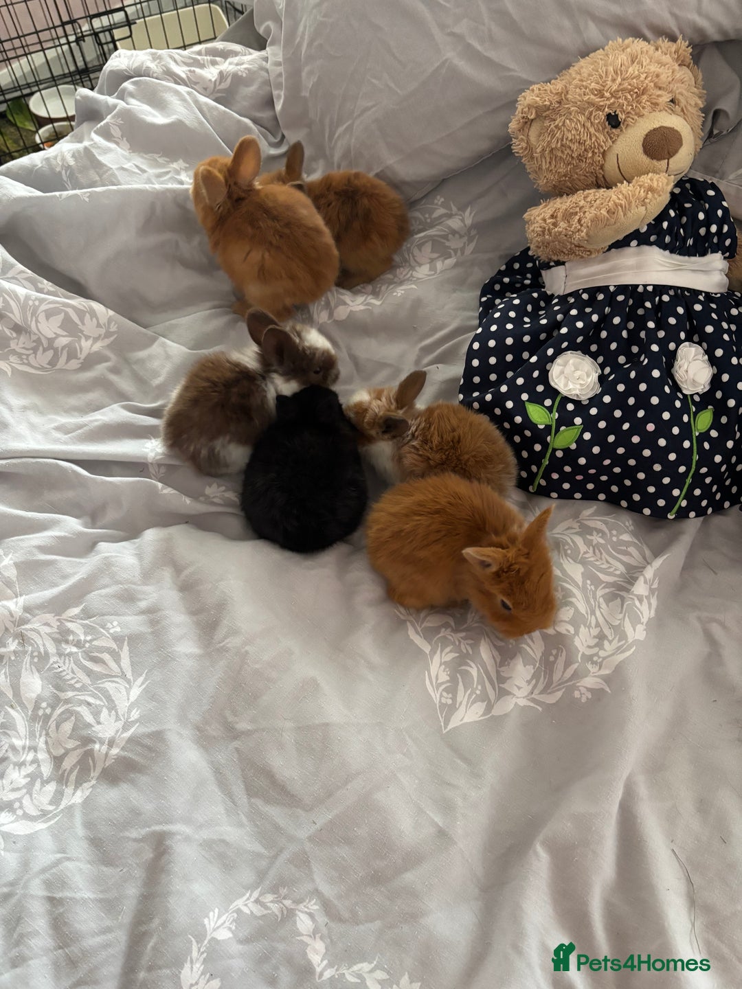 Mini Lion Lop rabbits for sale: Mini lion lop bunnies  - Image 1