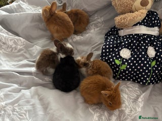 Mini Lion Lop rabbits - Advert 2