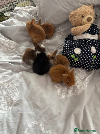 Mini Lion Lop rabbits - Advert 2