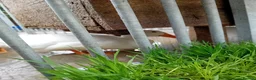Ducks poultry for sale: 6 fertilized pekin duck eggs for sale - Advert 2