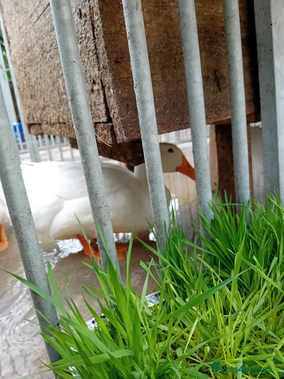 Ducks poultry for sale: 6 fertilized pekin duck eggs for sale - Advert 2