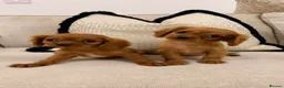 Cavalier King Charles Spaniel dogs for sale: King Charles cavaliers puppy’s  - Advert 3