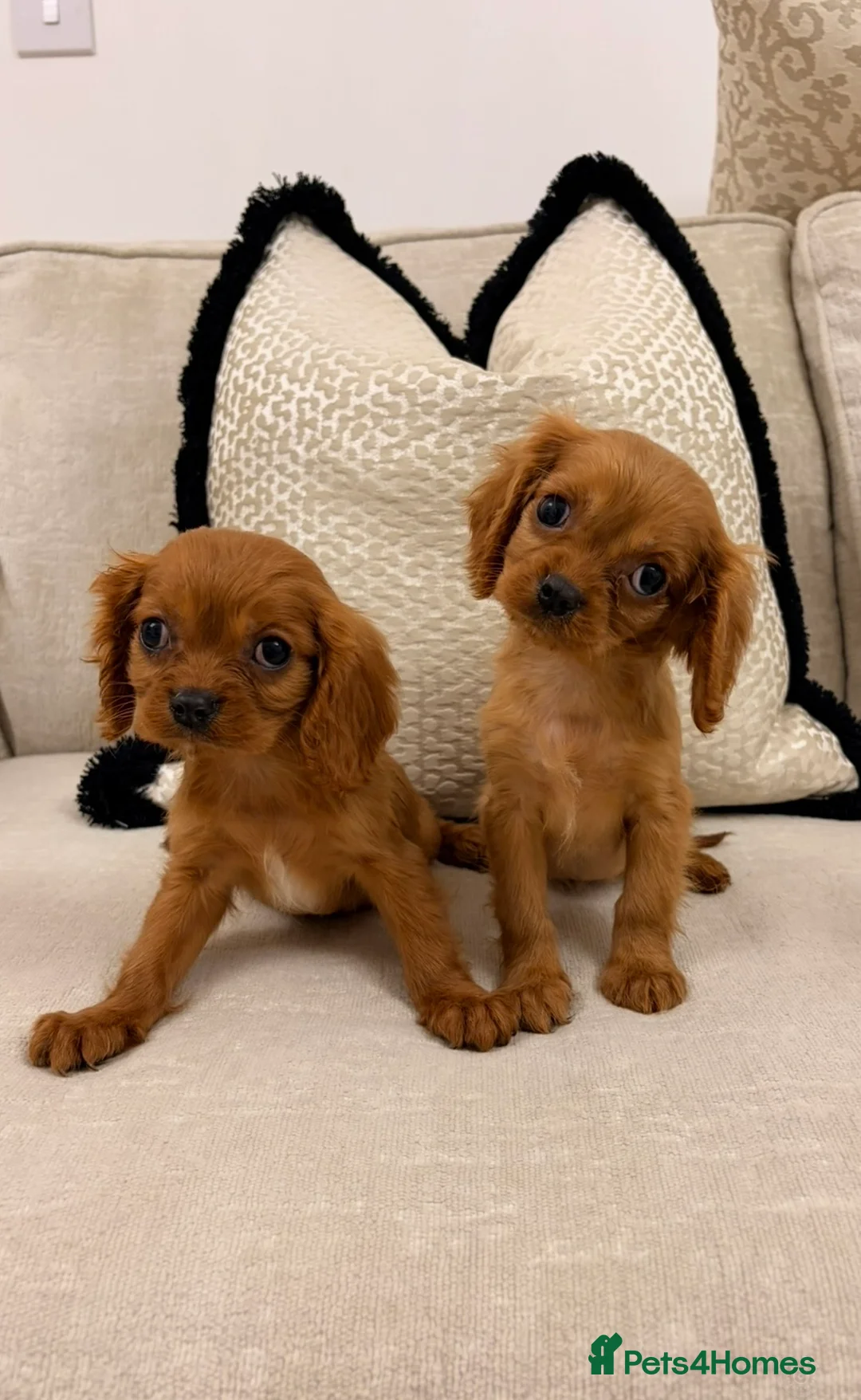 Cavalier King Charles Spaniel dogs for sale: King Charles cavaliers puppy’s  - Advert 3