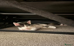 Mixed Breed cats for sale: 🤩🤩 8 beautiful babies 🤩🤩 - Image 8
