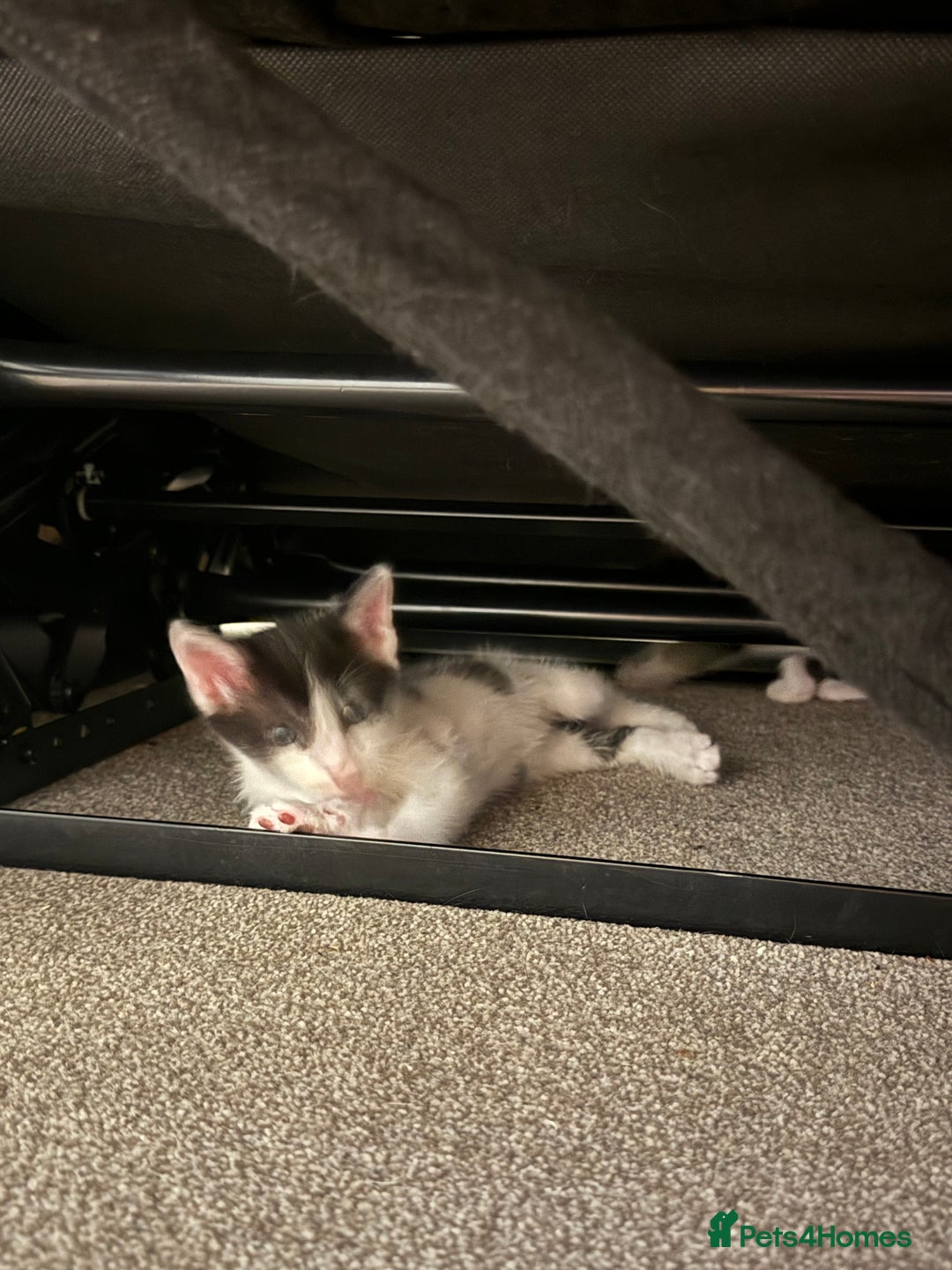 Mixed Breed cats for sale: 🤩🤩 8 beautiful babies 🤩🤩 - Image 8