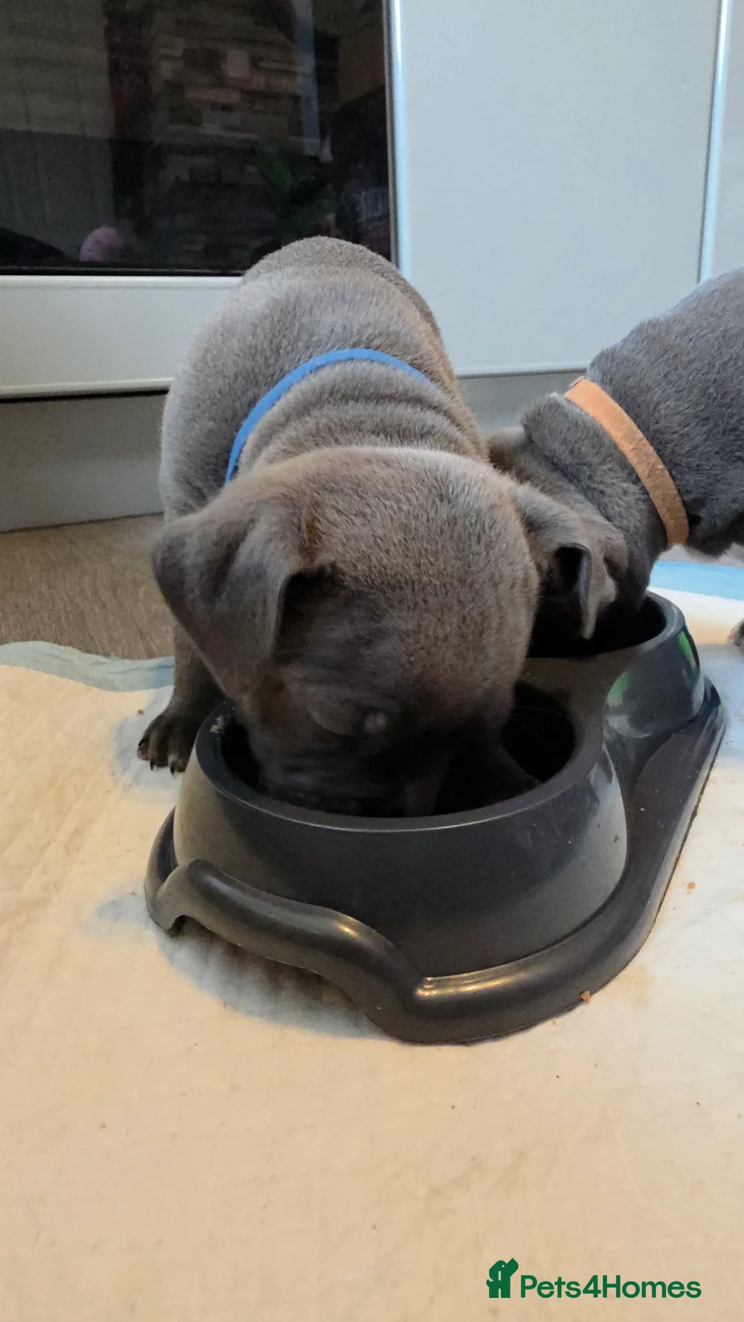 Staffordshire Bull Terrier dogs for sale: Staffordshire bull terrier blues  - Advert 15