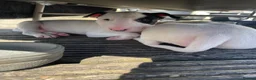 English Bull Terrier dogs for sale: Beautiful puppies in Edinburgh - Advert 10