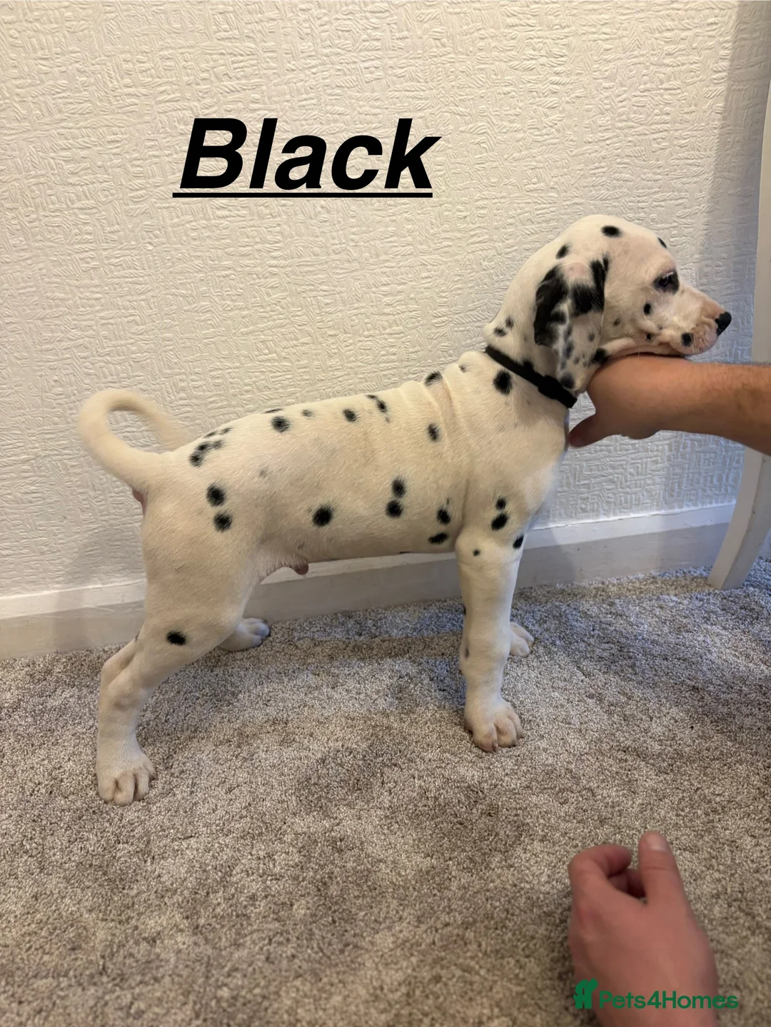 Dalmatian dogs for sale: 5 gen KC Dalmatians AVAILABLE NOW - Advert 19