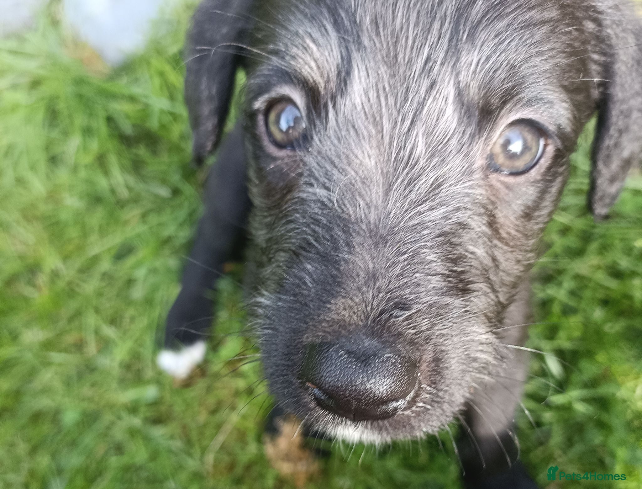 Lurcher dogs 9 beautiful Bedlington X Whippet puppies  - Advert 1