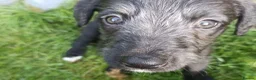 Lurcher dogs for sale: 9 beautiful Bedlington X Whippet puppies  - Advert 1