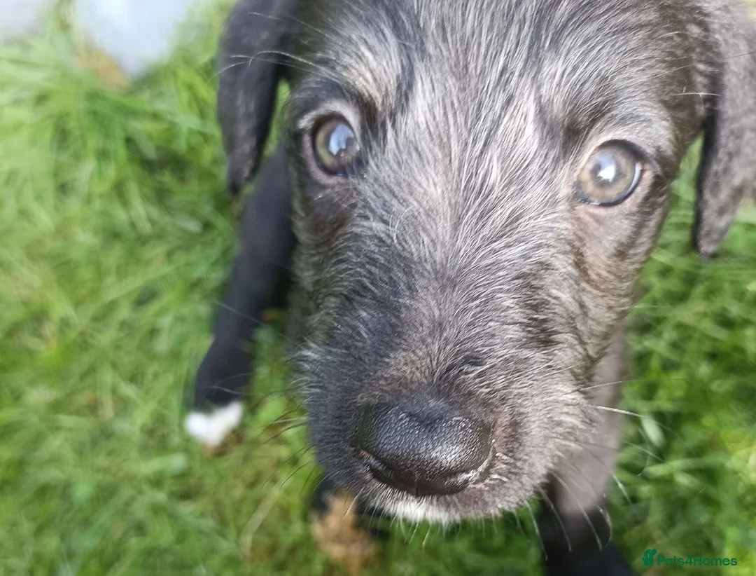 Lurcher dogs for sale: 9 beautiful Bedlington X Whippet puppies  - Advert 1