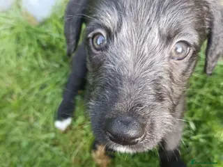 Lurcher dogs 9 beautiful Bedlington X Whippet puppies - Advert 11