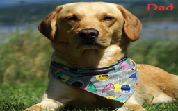 Labrador Retriever dogs for sale: 🐾 Adorable Labrador Puppies - Ready to Reserve 🐾 - Image 6