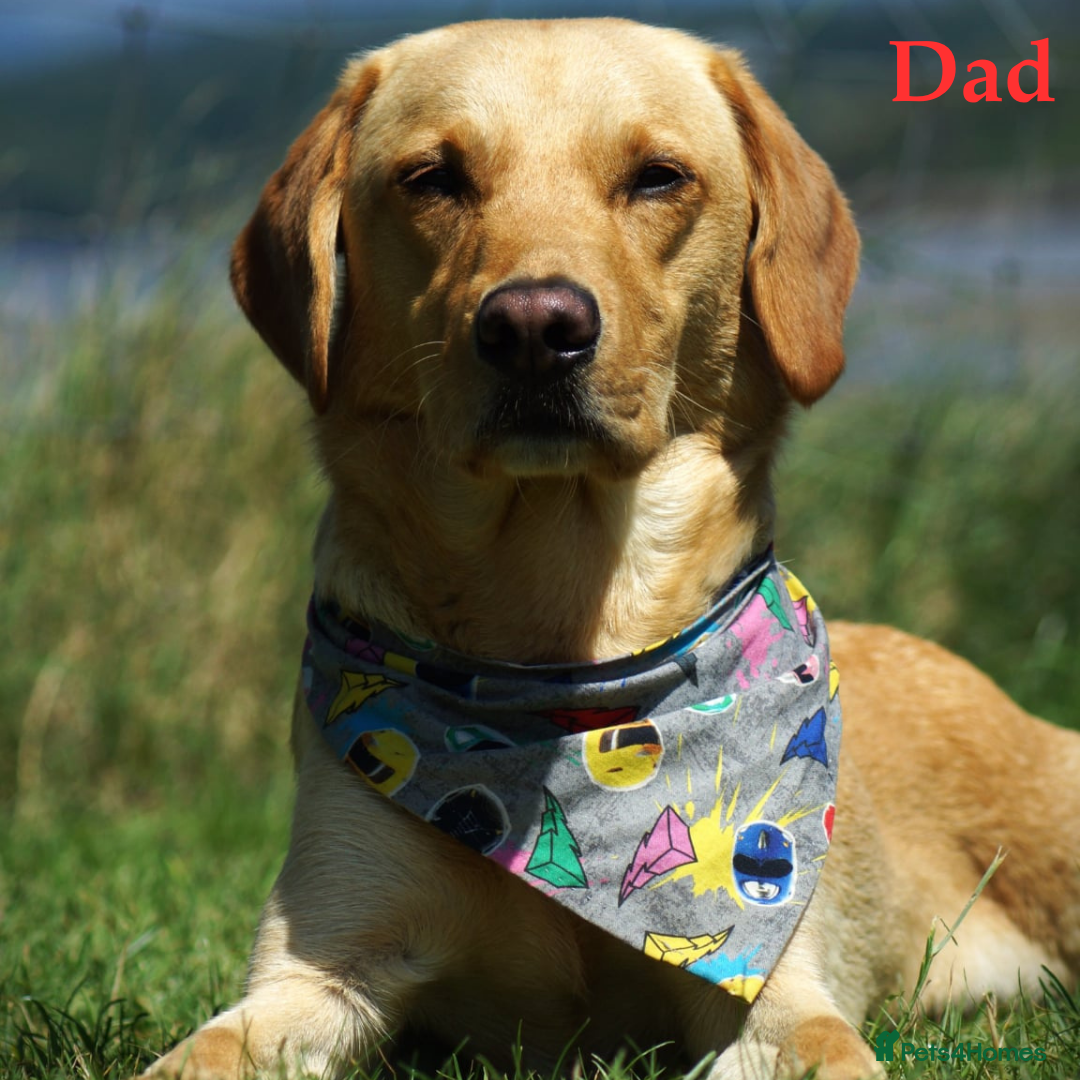 Labrador Retriever dogs for sale: 🐾 Adorable Labrador Puppies - Ready to Reserve 🐾 - Image 6