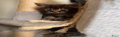 Tabby Girl