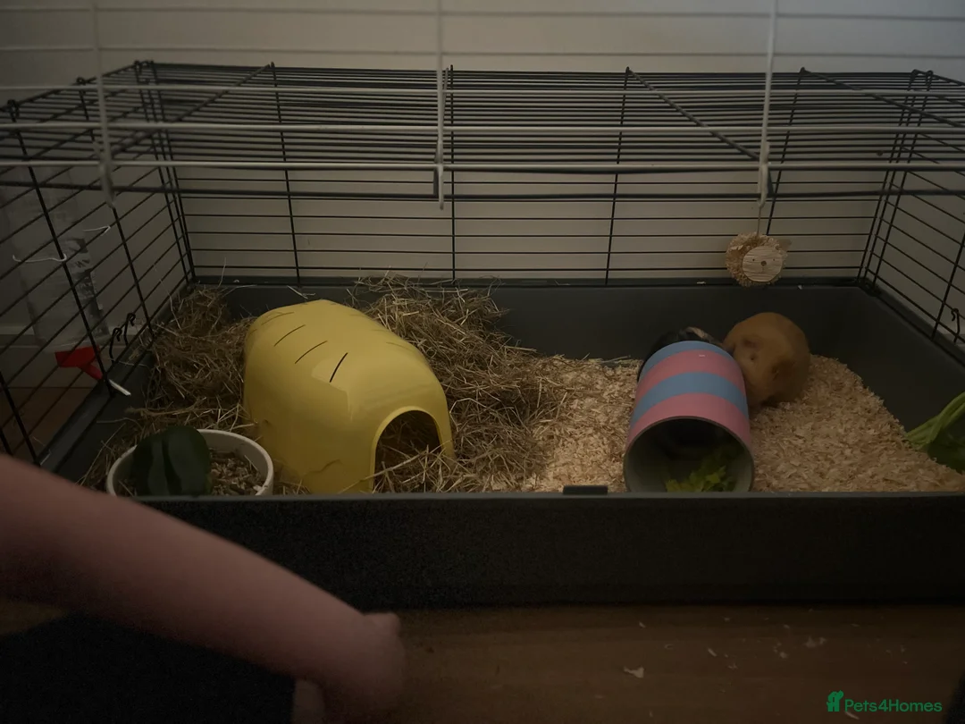 Guinea Pig rodents for sale: Bonded pair female guineas  - Advert 1