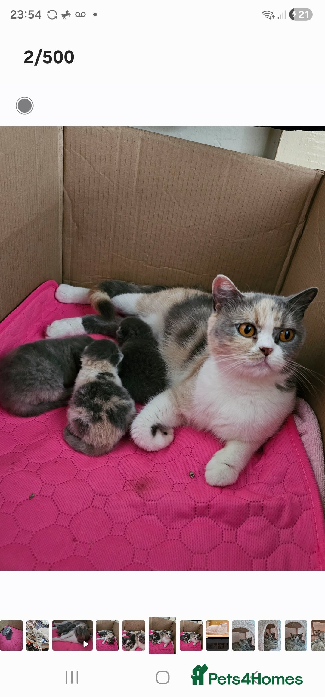 British Shorthair cats for sale: Beautiful kitten GCCF registered - Advert 2