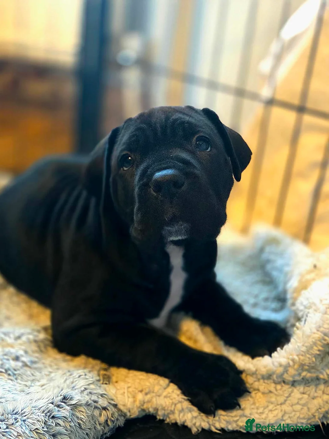 Cane Corso dogs for sale: Merle and brindle cane corso - Advert 26