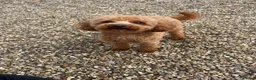 Toy Poodle dogs for stud: 🌹 RED TOY POODLE 9 INCH 2.8 KG HEALTH TESTED 🌹 - Advert 8