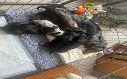 Miniature Dachshund dogs for sale: Longhaired miniature dachshunds  - Image 5