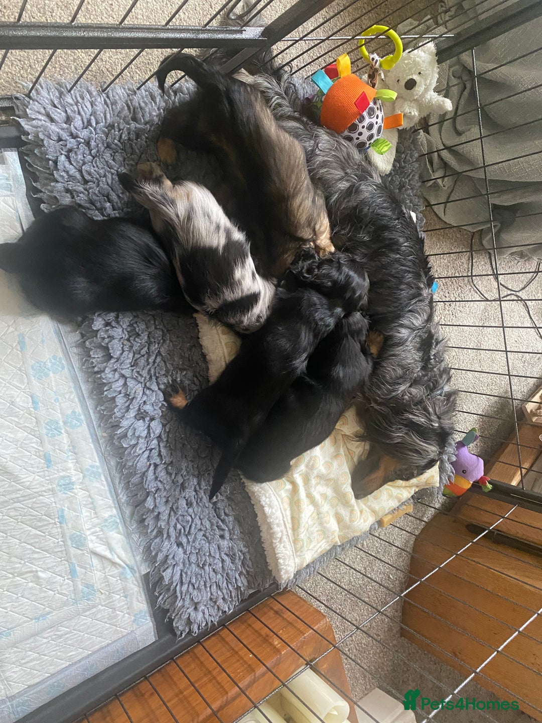 Miniature Dachshund dogs for sale: Longhaired miniature dachshunds  - Image 5