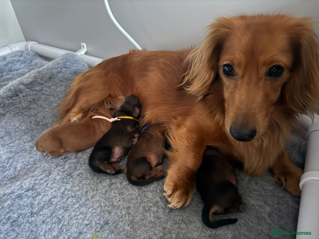 Miniature Dachshund dogs for sale: Beautiful Long hair dachshund KC reg & PRA clear  - Advert 2