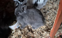Mixed Breed rabbits for sale: Lion head cross - Advert 3