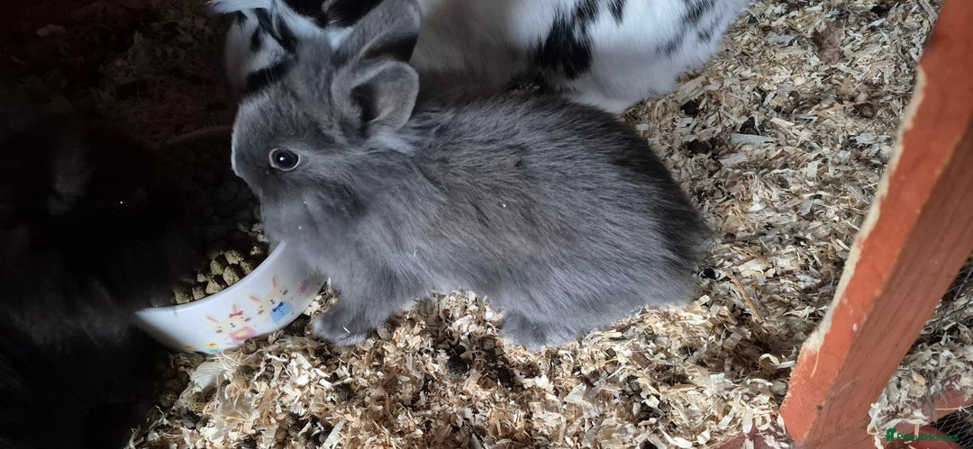 Mixed Breed rabbits for sale: Lion head cross - Advert 3