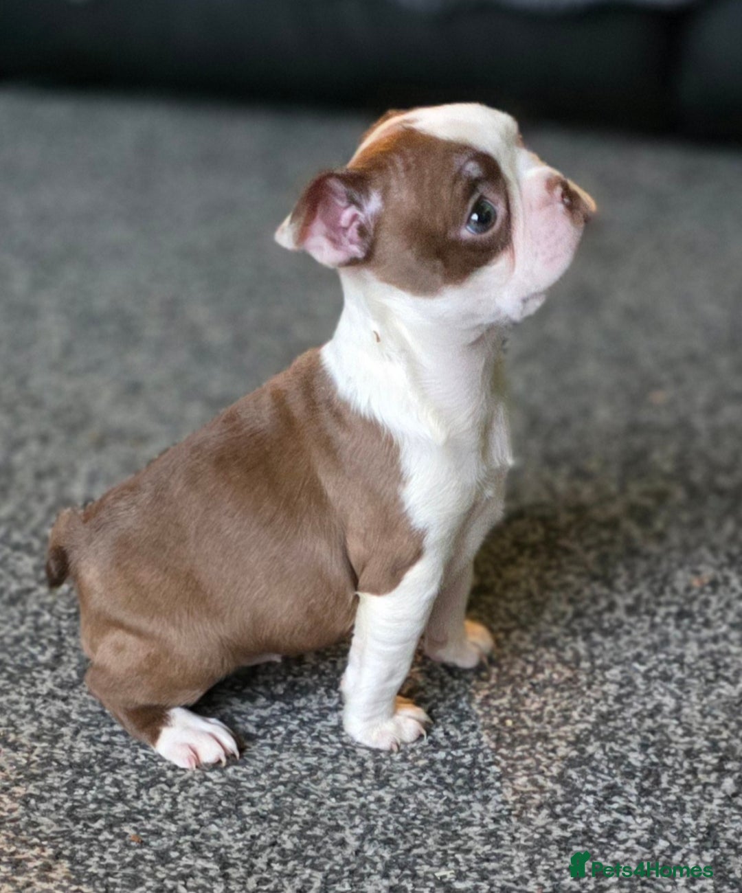 Boston Terrier dogs for sale: Stunning KC Reg Boston Terrier last girl left - Advert 37
