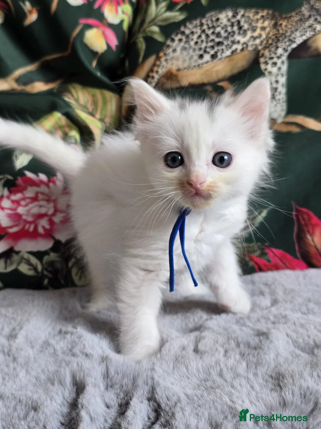 Ragdoll cats for sale: Sweet Blue-eyed Ragdoll Kittens  - Advert 2