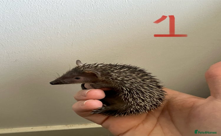 Pygmy Hedgehog rodents - Advert 1