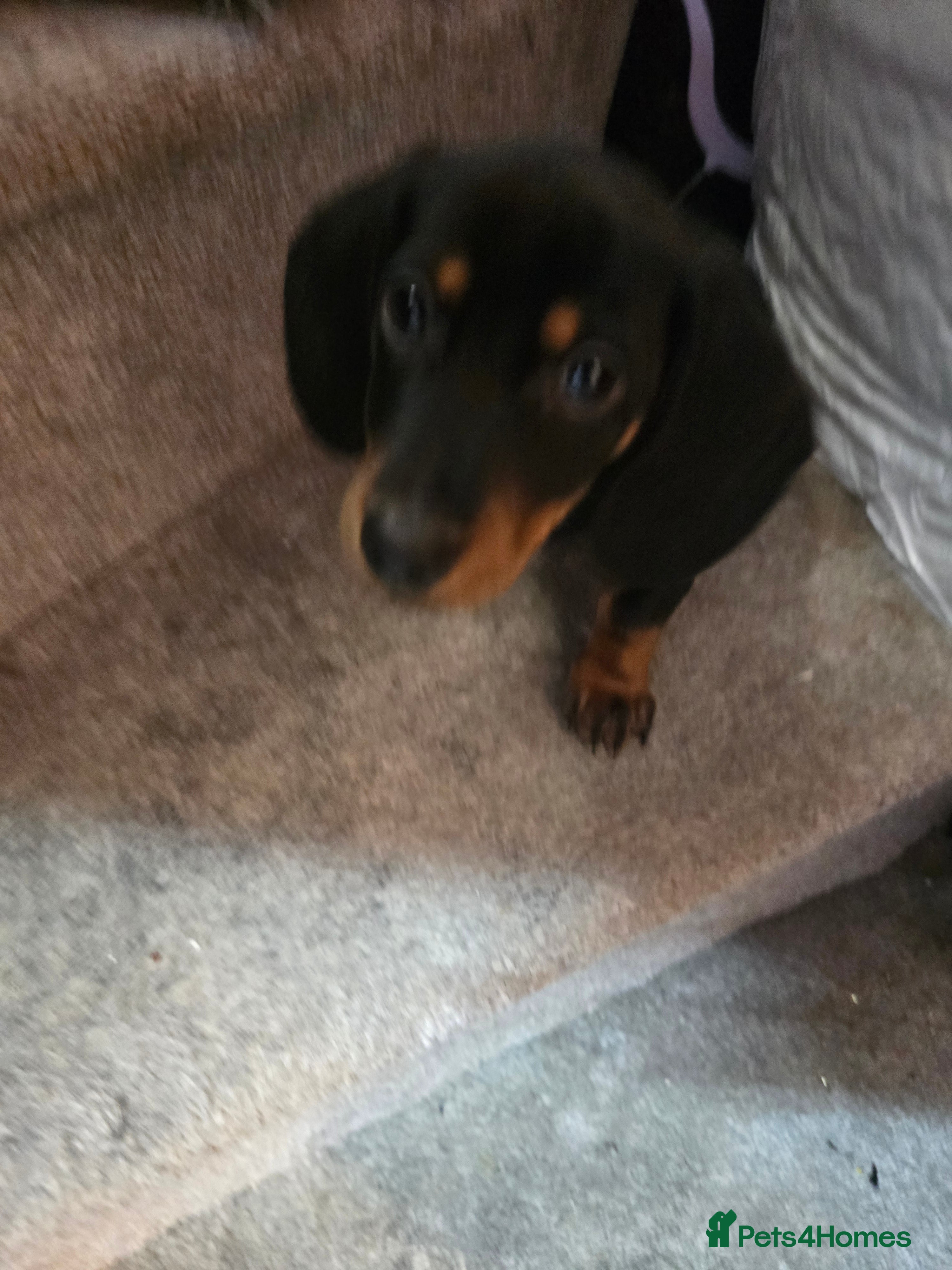 Miniature Dachshund dogs Male Puppy - Advert 4