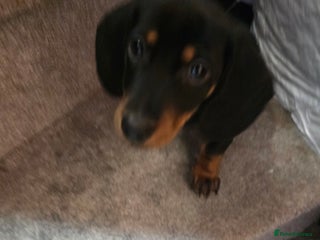 Miniature Dachshund dogs Male Puppy - Advert 1