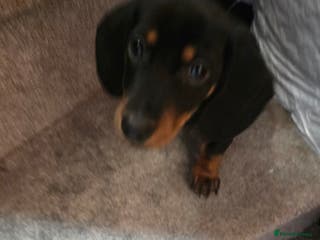 Miniature Dachshund dogs Male Puppy - Advert 6