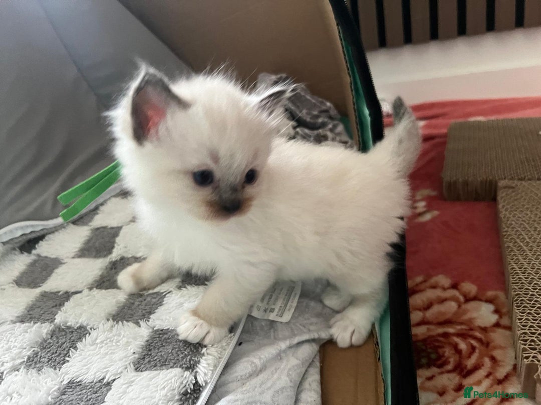 Ragdoll cats for sale: Beautiful Ragdoll Kittens, GCCF & Tica Registered - Image 25