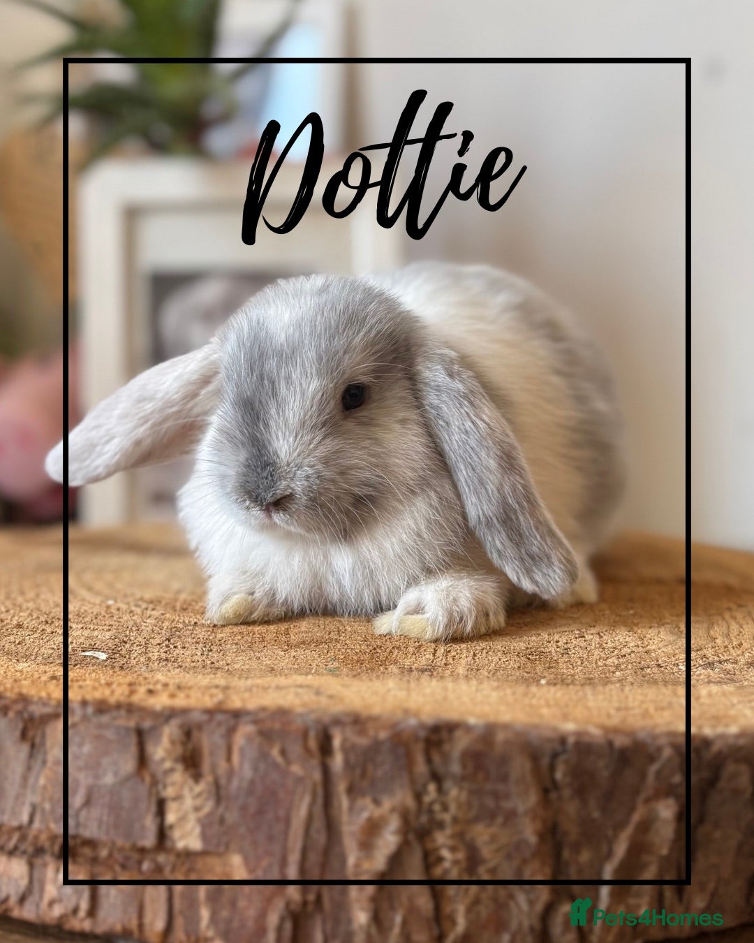 Mini Lop rabbits Last baby bun mini lop looking for home - Advert 11