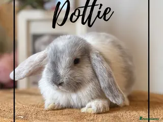 Mini Lop rabbits Last baby bun mini lop looking for home - Advert 11