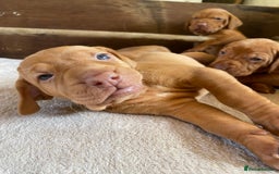 Hungarian Vizsla dogs for sale: Hungarian Vizsla puppies - Image 5