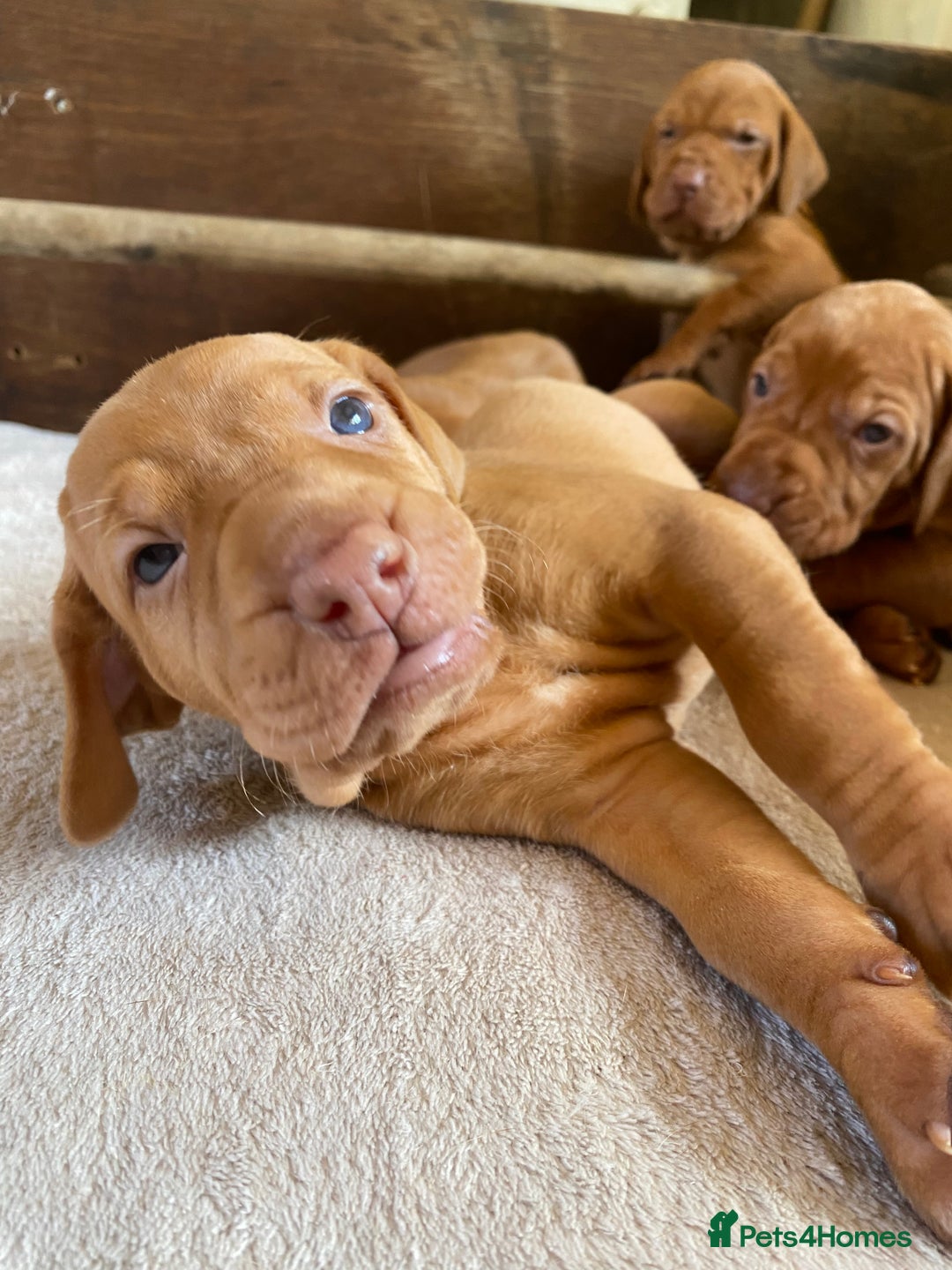 Hungarian Vizsla dogs for sale: Hungarian Vizsla puppies - Image 5