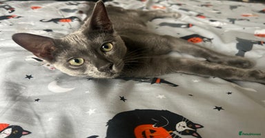 Bengal cats in Benfleet - Advert 10