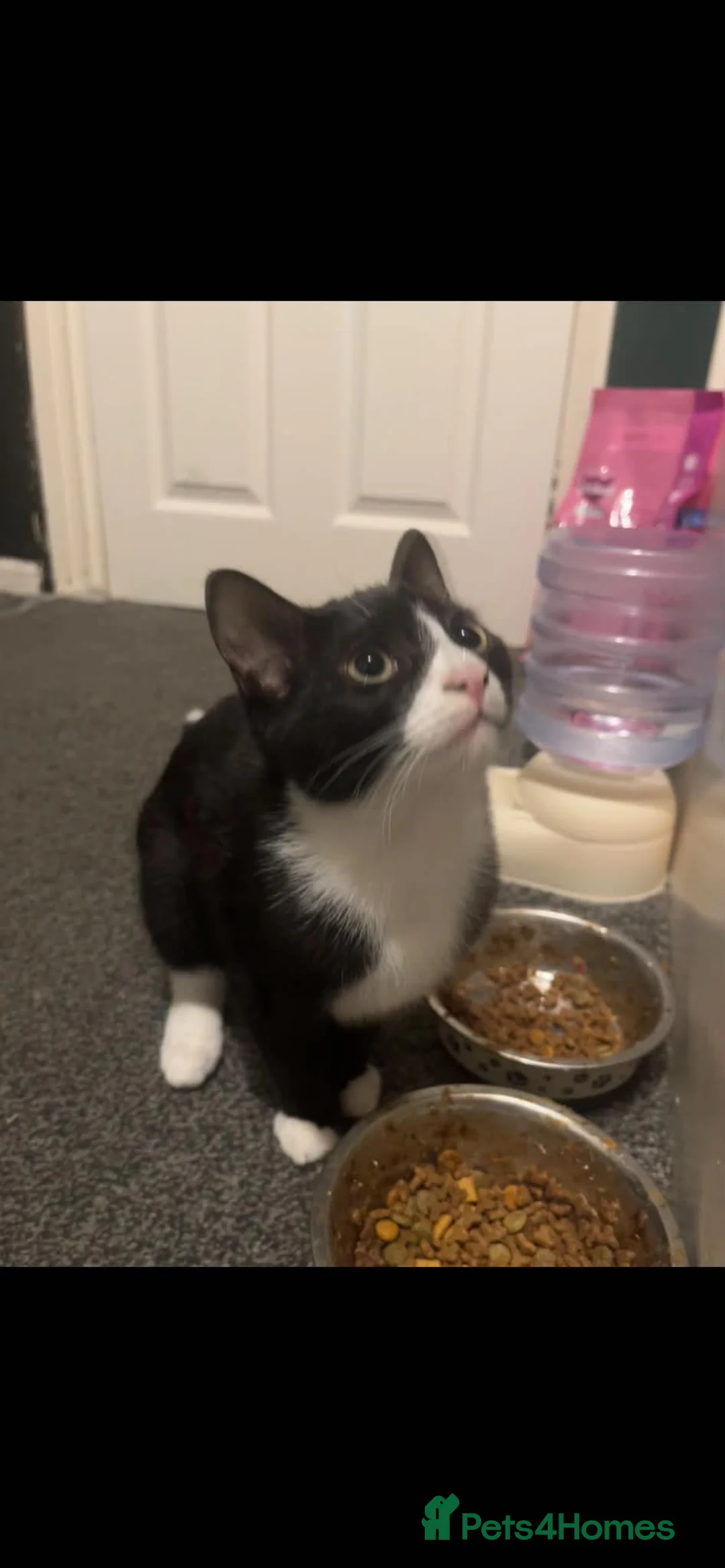Mixed Breed cats for sale: Black and white female, tortoise and white boy - Advert 9