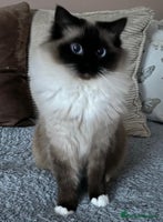 Ragdoll cats Gorgeous GCCF registered young female - Advert 2
