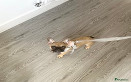 French Bulldog dogs for sale: French Bulldog - Image 2